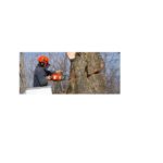 Tree Surgeons Enfield