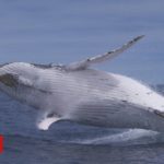 Protecting whales from the noise people make in the ocean