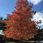 Sweet Gum Tree