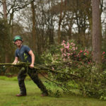 Tree Surgeons Dulwich