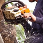 Tree Removal vs. Tree Felling: Which is Right for You?