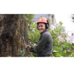 Tree Surgeons Dulwich